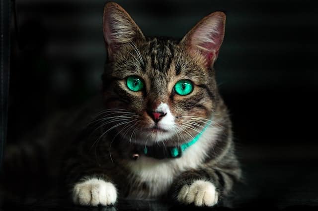 איך חתולים 🐈‍⬛ הפכו לחיית המחמד הפופולרית ביותר בעולם ומה אנחנו יכולים ללמוד מהם